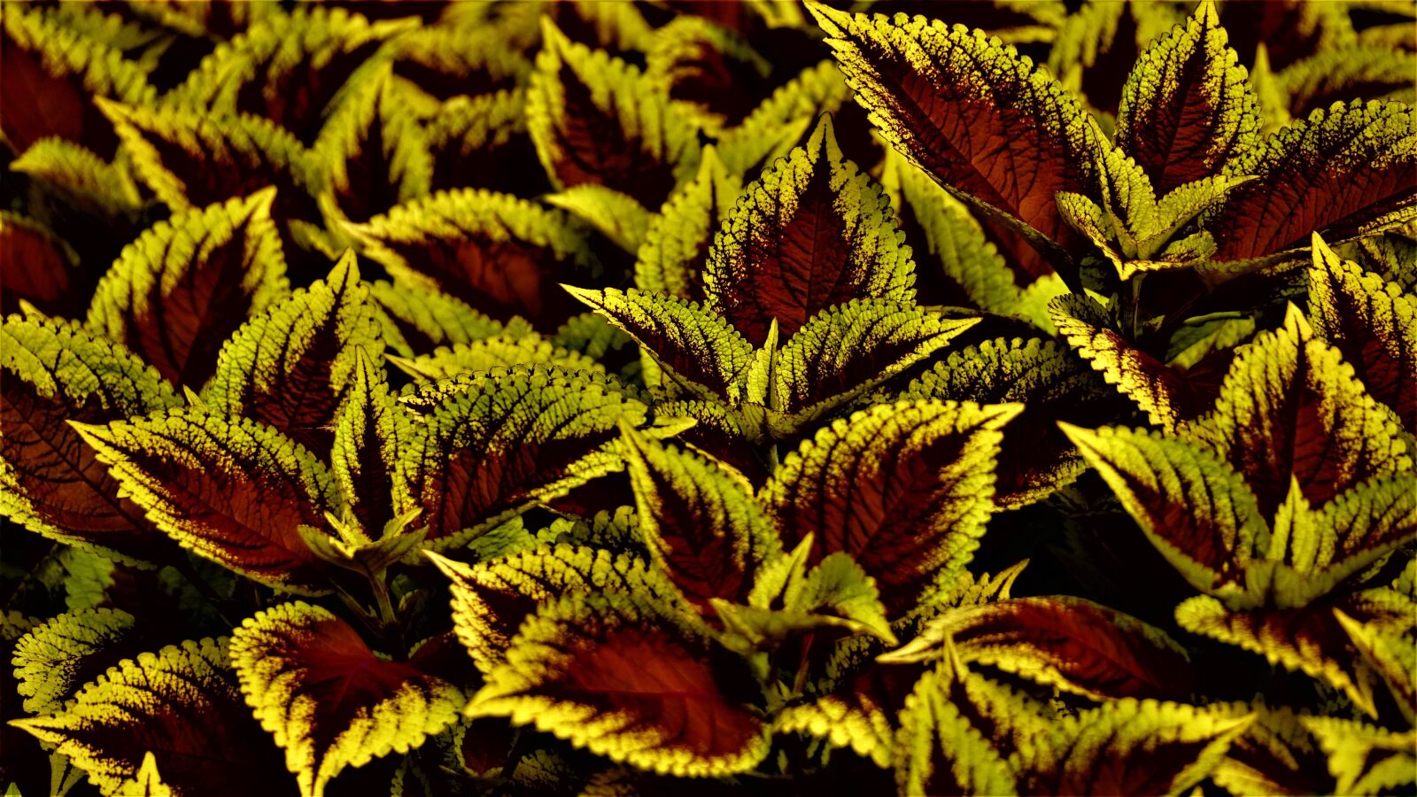 Sony a6000 sample photo. Leaves, foliage, bush photography