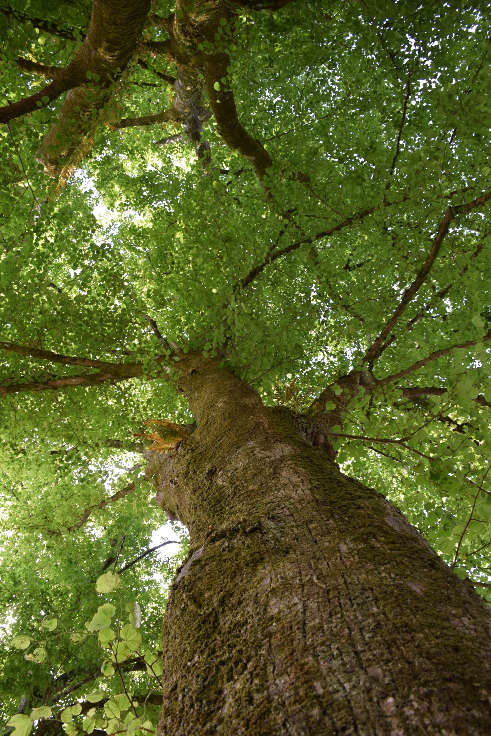 Nikon D5300 sample photo. Tree, trees, wood photography