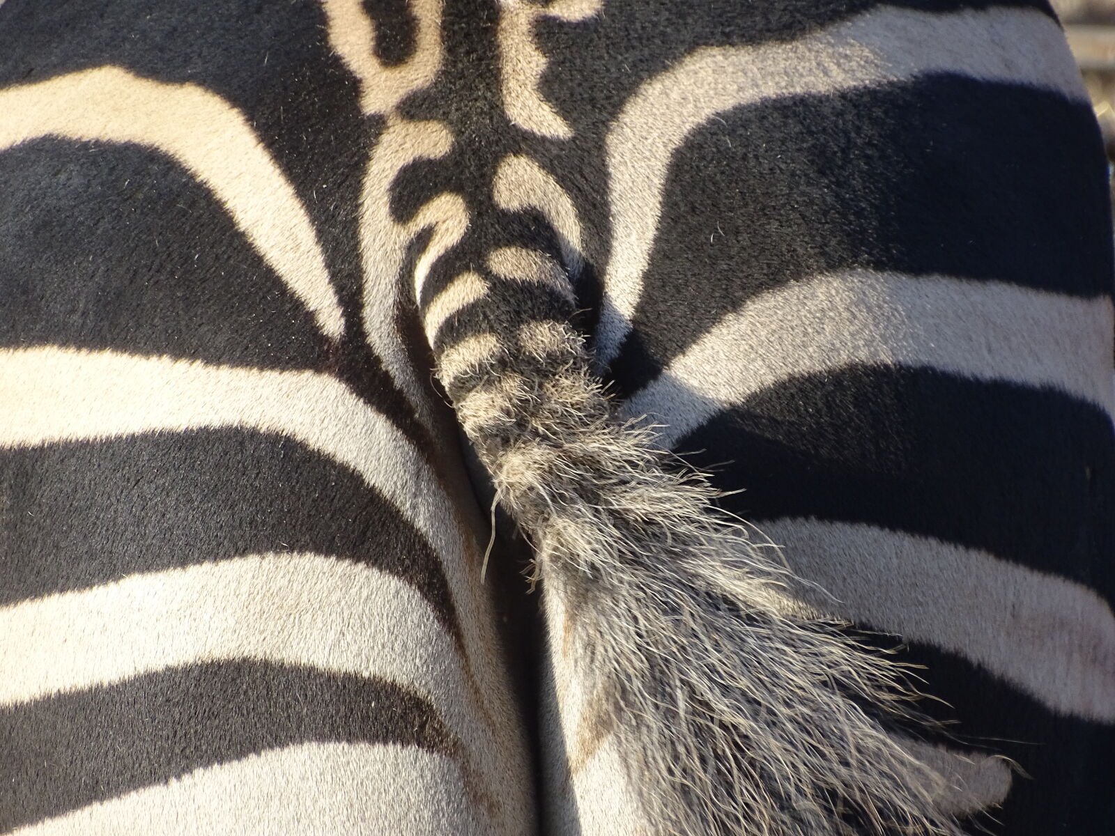 Sony Cyber-shot DSC-HX400V sample photo. Zebra photography