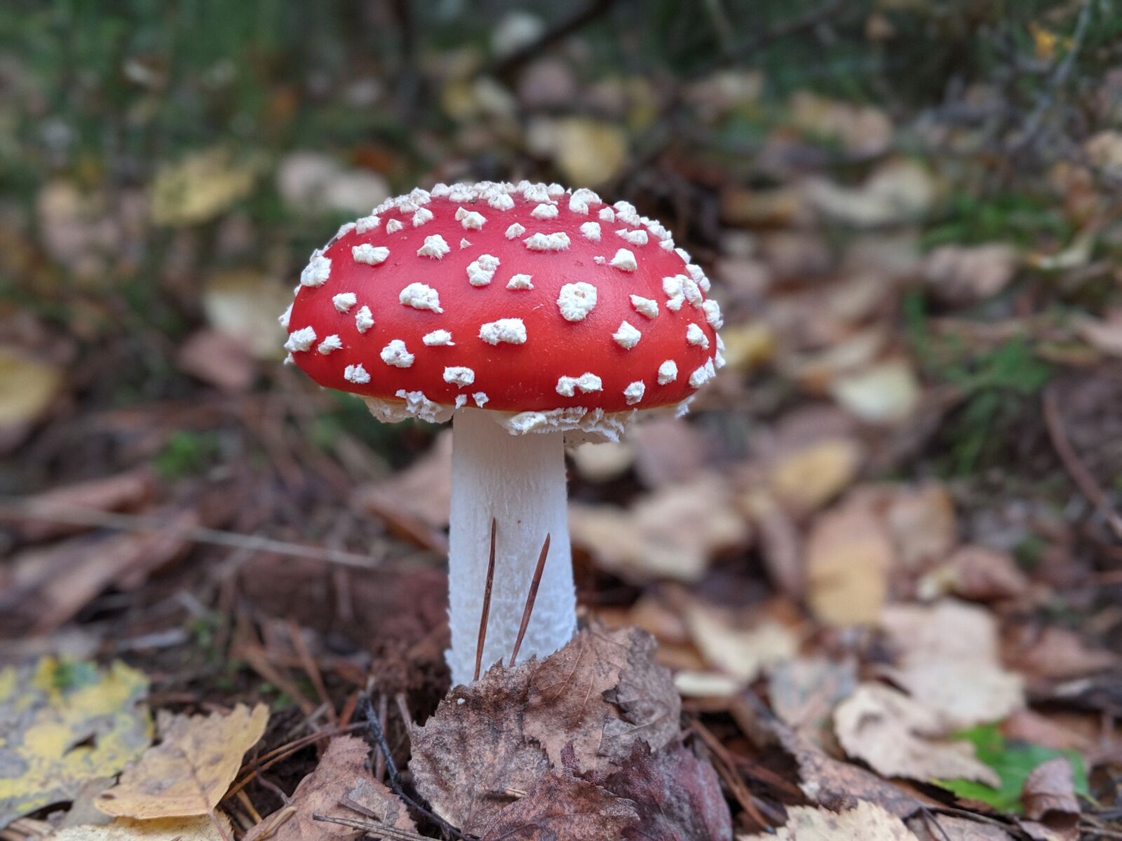 Google Pixel 2 XL sample photo. Mushroom, nature, forest photography