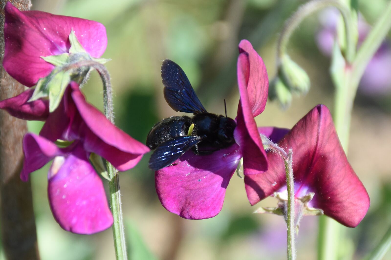Nikon D7200 sample photo. Sweet peas, garden, flowers photography