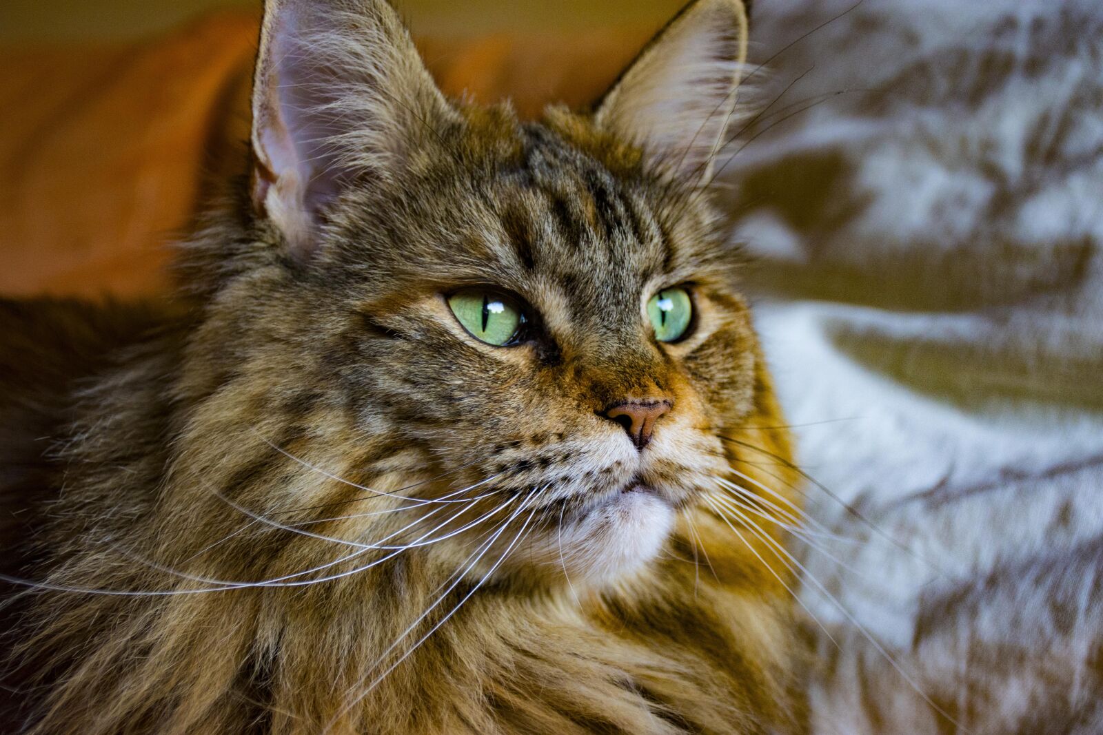 Nikon D7200 sample photo. Animal, cute, cat photography