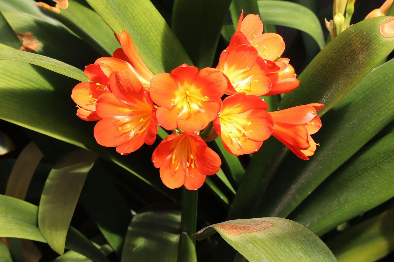 Canon EOS M50 (EOS Kiss M) sample photo. Natural, flowers, clivia photography