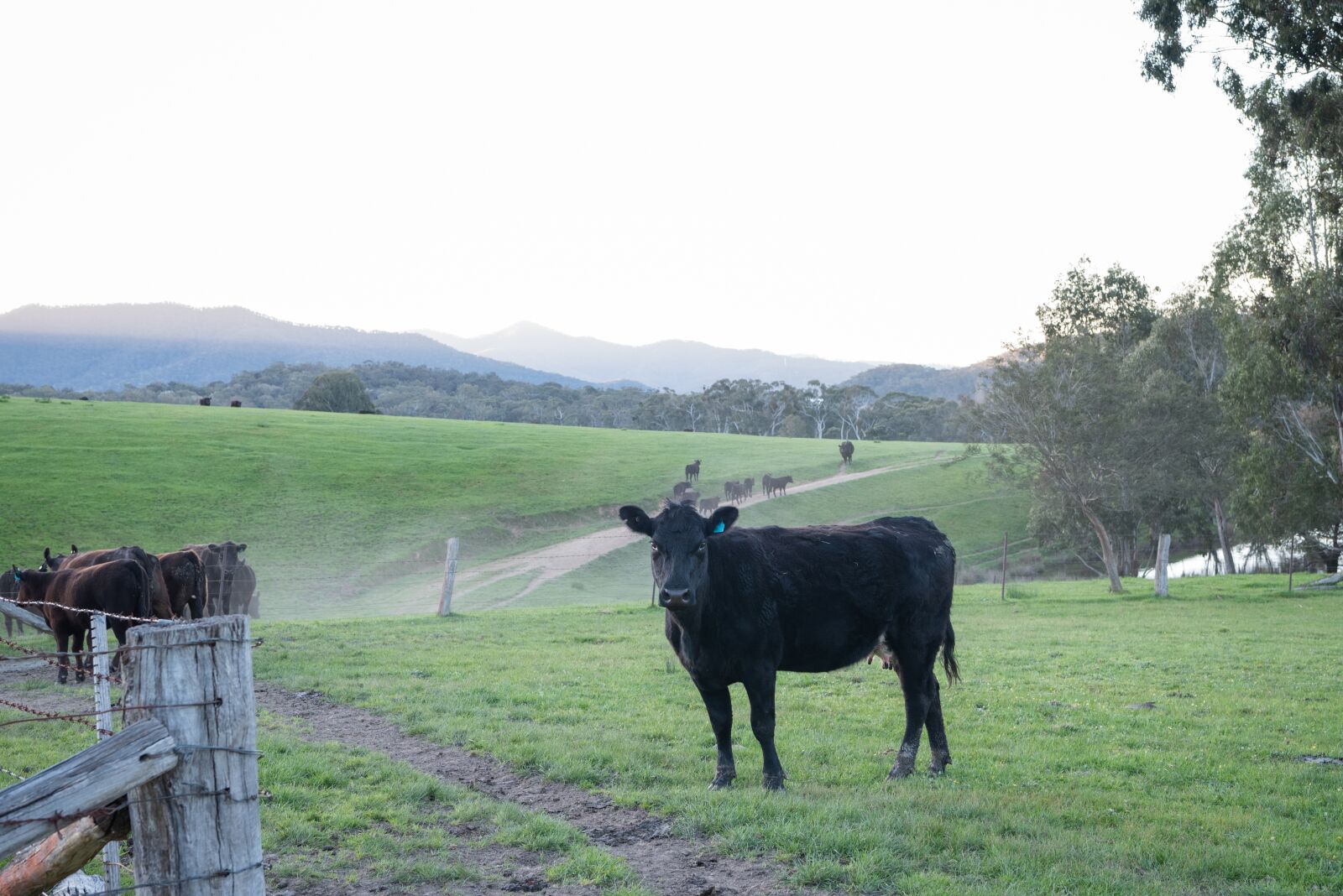 Nikon D750 sample photo. Cow, cattle, black angus photography