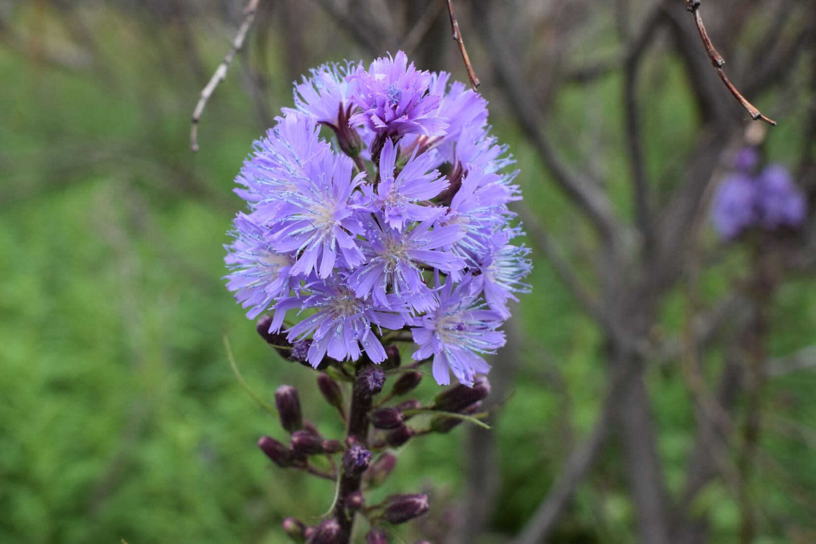 Nikon D5300 sample photo. Peninsula kola, northern flowers photography