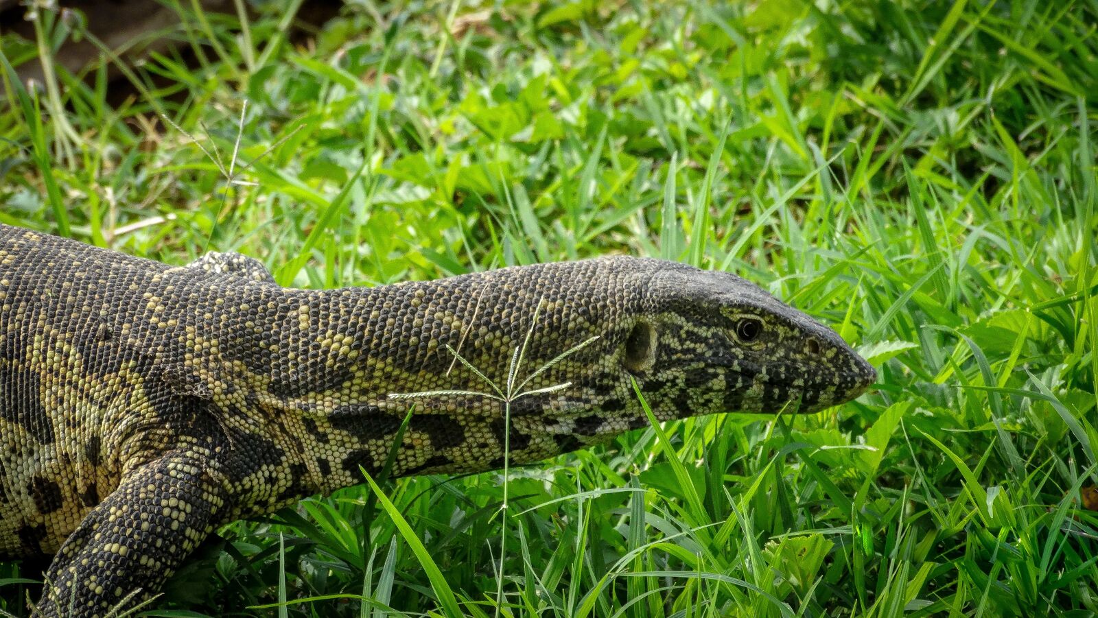 Sony Cyber-shot DSC-HX300 sample photo. Reptile, nature, creature photography