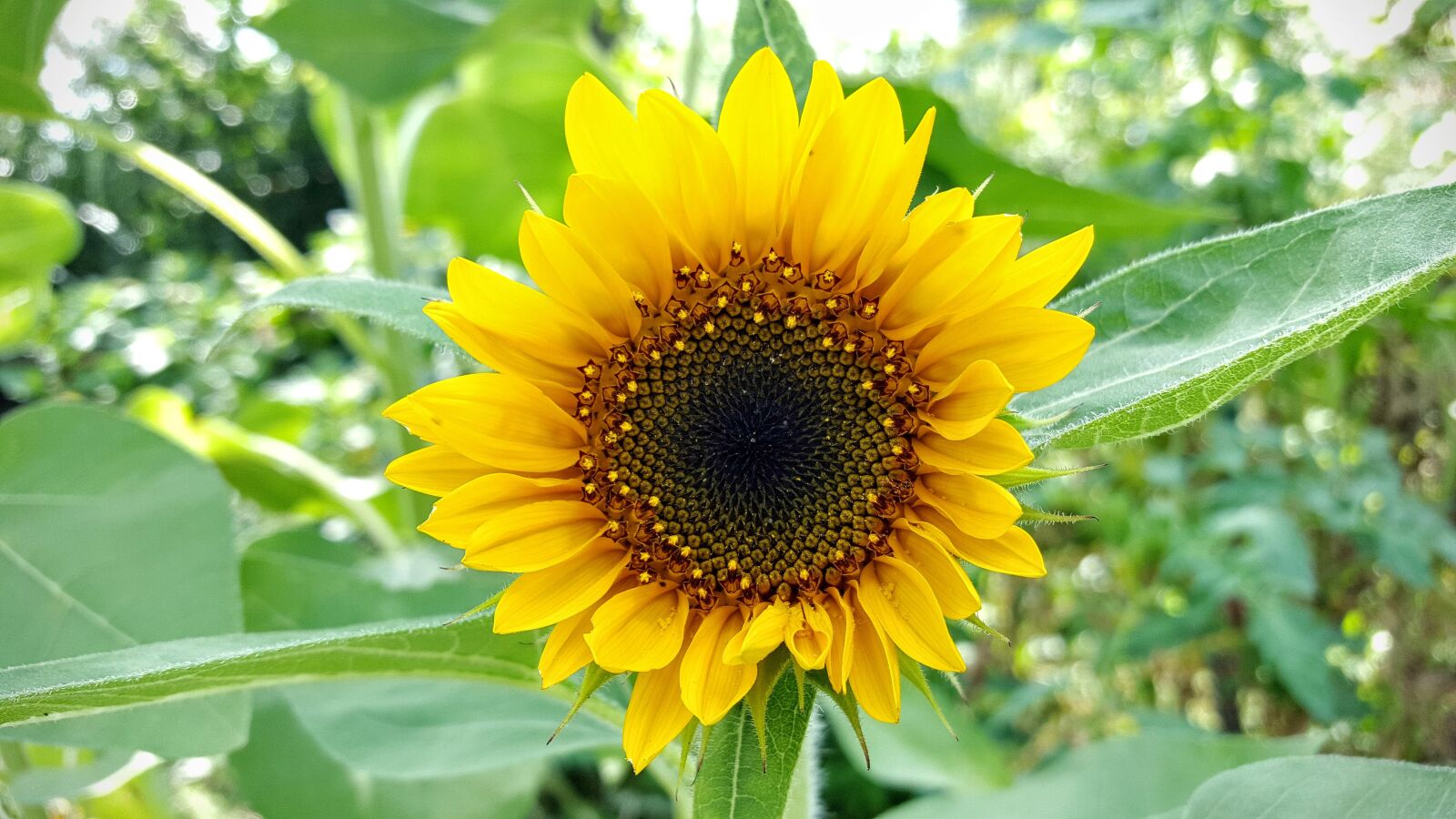 Samsung Galaxy S6 sample photo. Flower, sunflower, summer photography