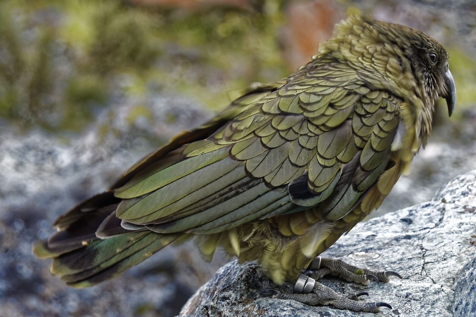 Nikon D500 sample photo. New zealand, kea, bird photography