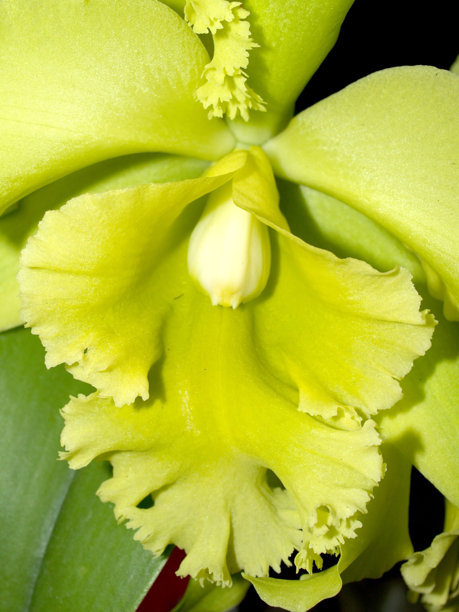 Olympus E-300 (EVOLT E-300) sample photo. Orchid, flower, bright photography