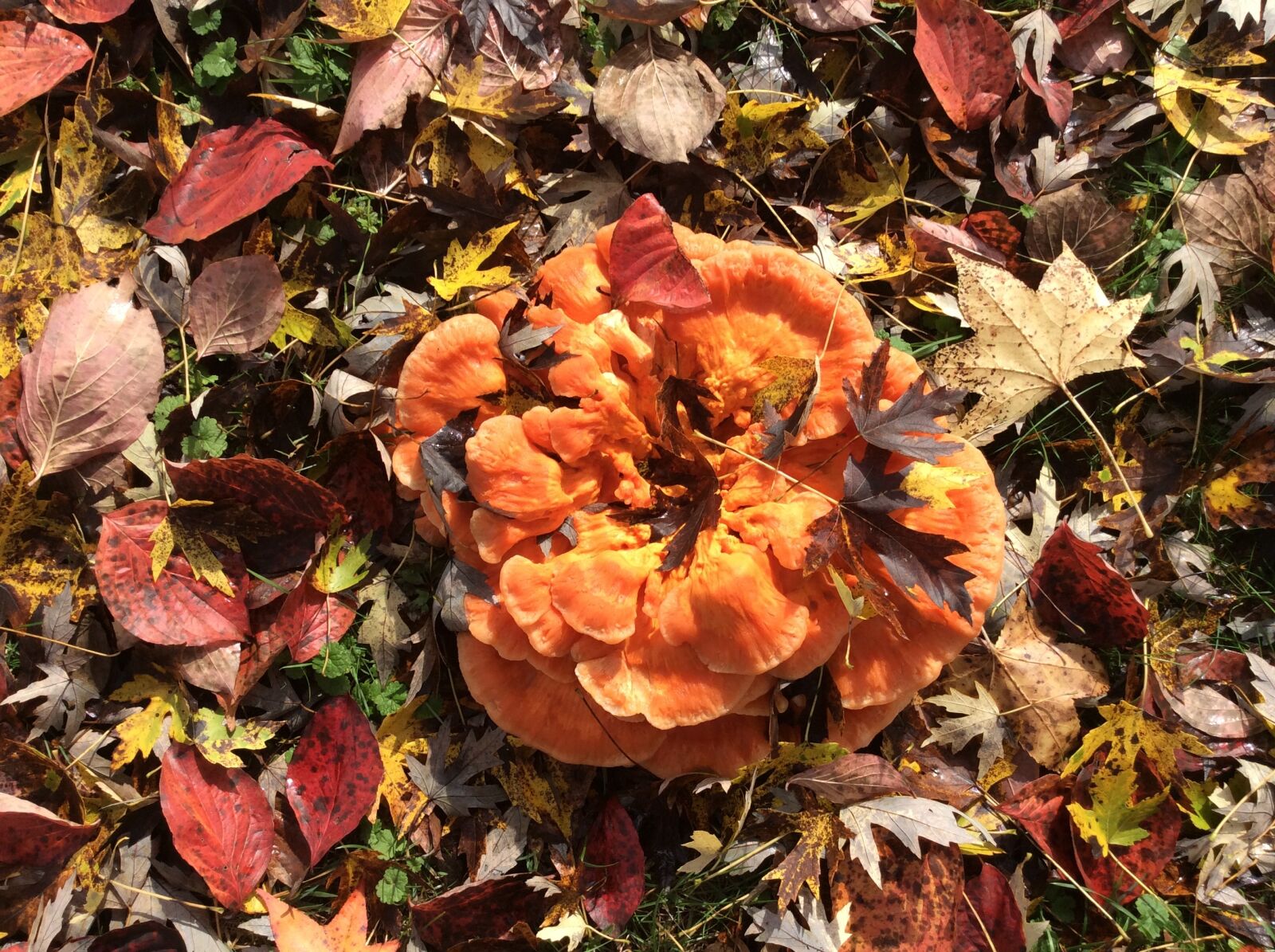 iPad Air back camera 3.3mm f/2.4 sample photo. Fungus, fall, autumn photography
