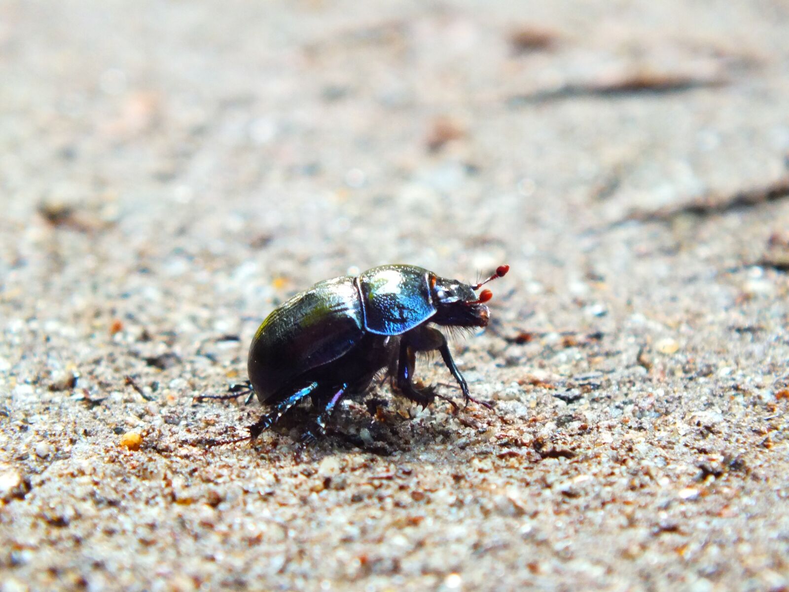 Fujifilm FinePix HS35EXR sample photo. Beetle, forest path, sand photography