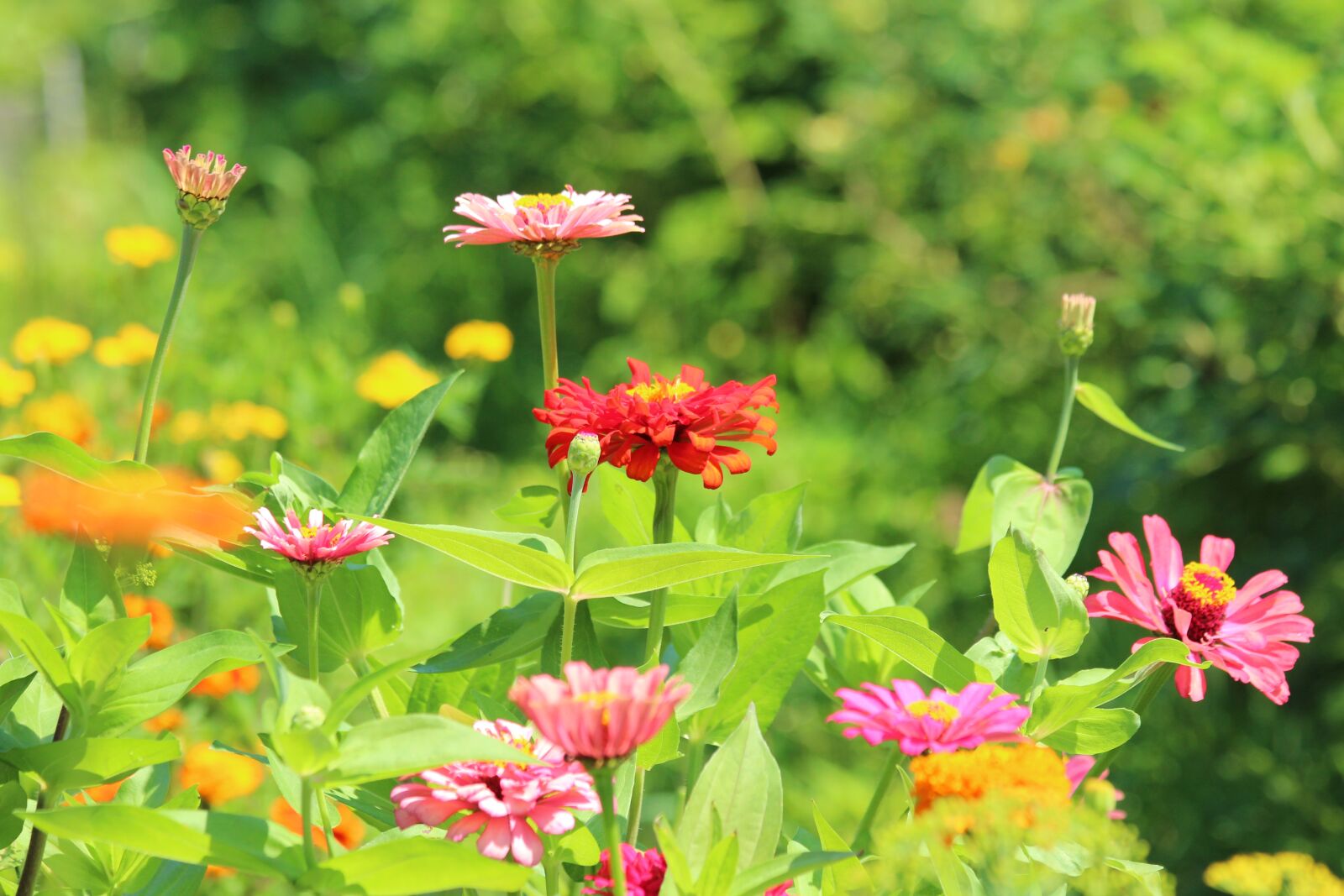 Canon EOS 650D (EOS Rebel T4i / EOS Kiss X6i) sample photo. Zinnia, flower, flower bed photography