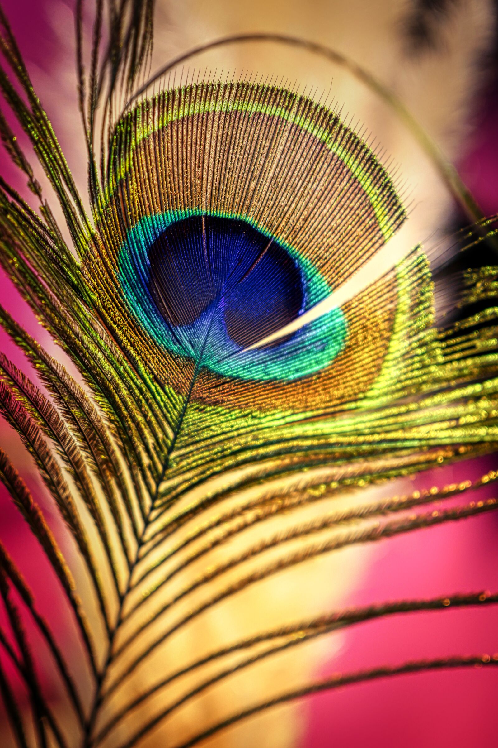 Panasonic Lumix DMC-GX8 sample photo. Peacock feather, colorful, peacock photography