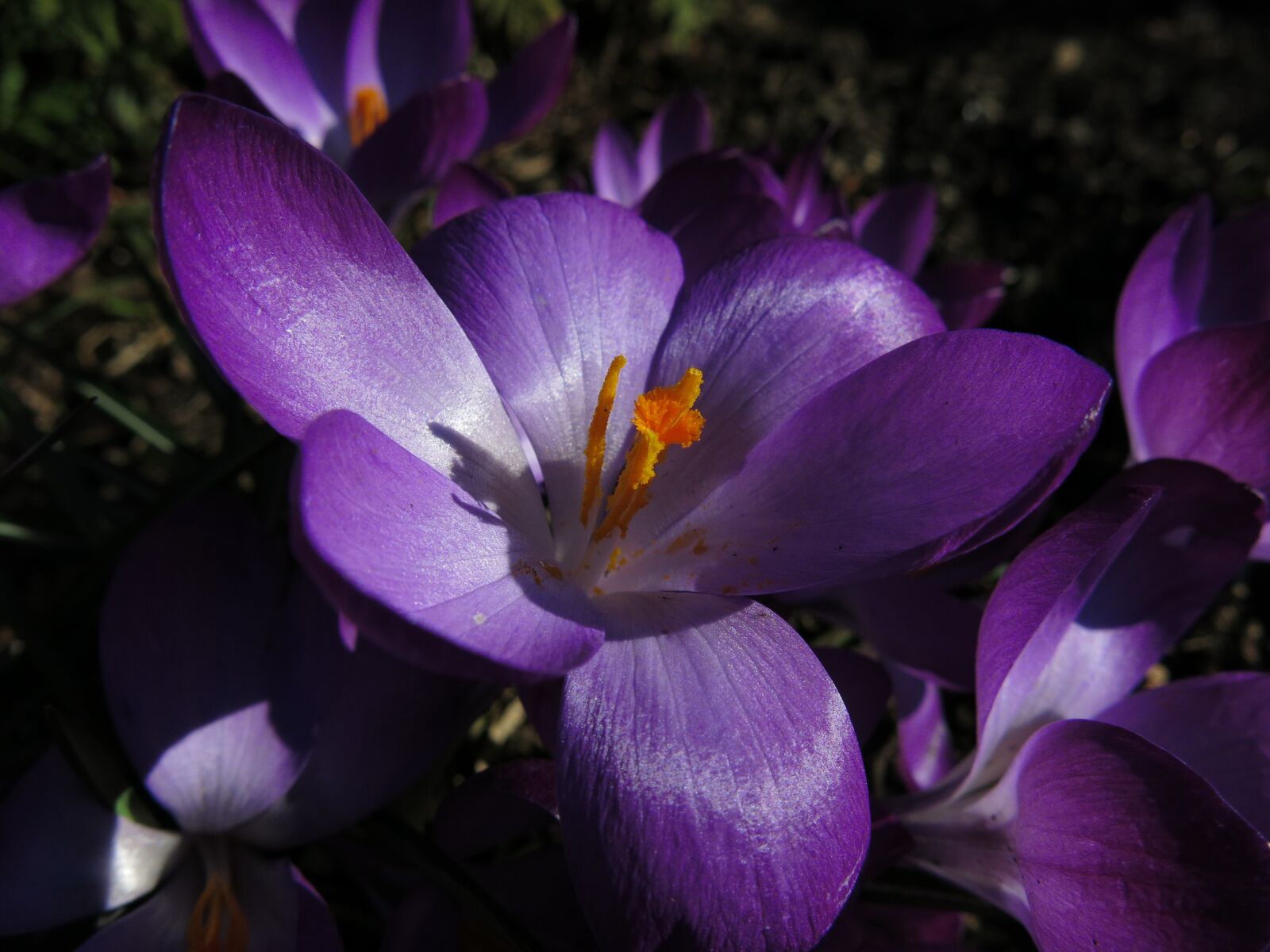 Canon PowerShot G15 sample photo. Crocus, violet, blossom photography