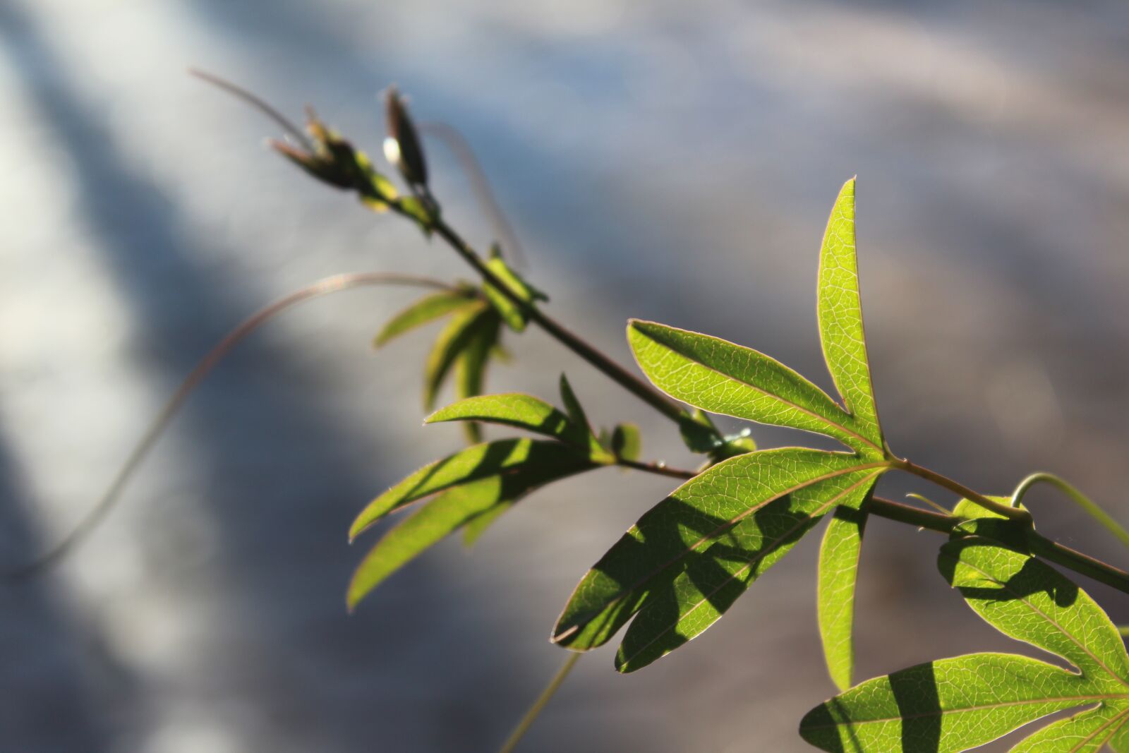 Canon EOS 1200D (EOS Rebel T5 / EOS Kiss X70 / EOS Hi) sample photo. Backlight, plant, branch photography
