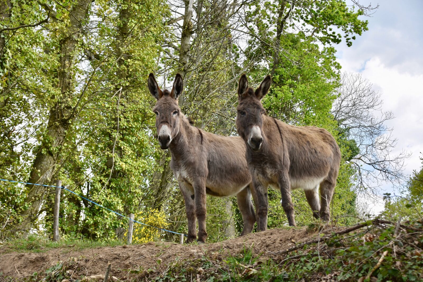Nikon D5600 sample photo. Donkeys, equines, herbivores photography