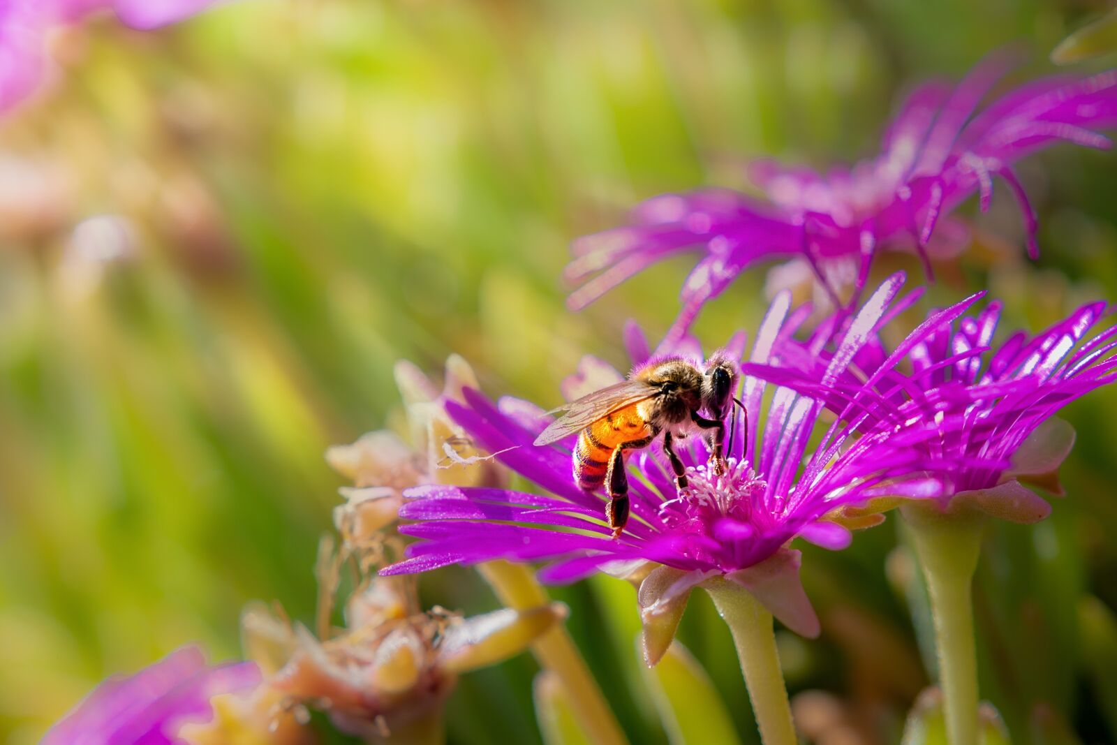 Nikon D7500 sample photo. Bee, blossom, bloom photography