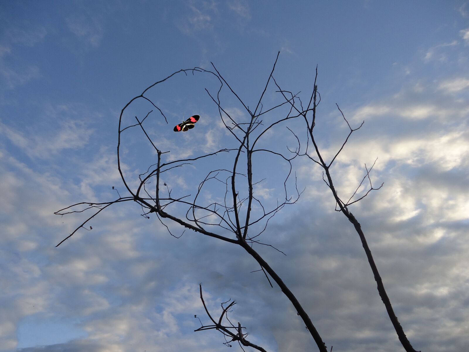 Sony Cyber-shot DSC-W610 sample photo. Butterfly, sky, clouds photography