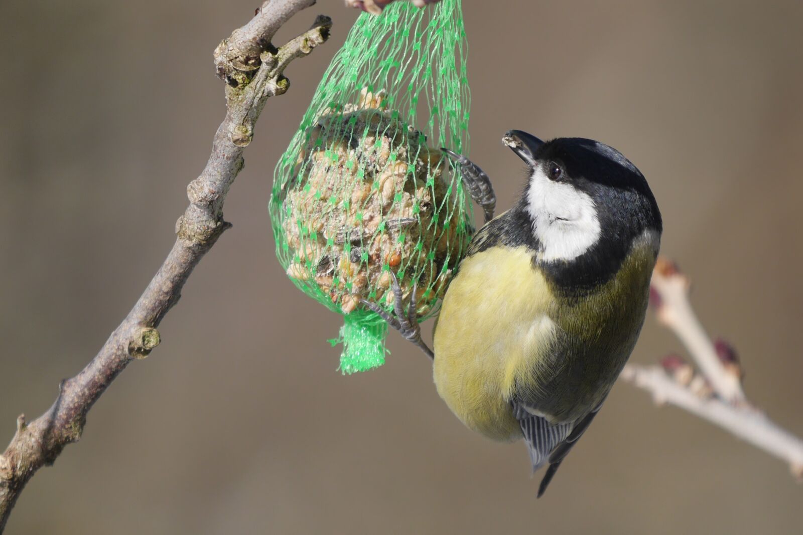 Panasonic Lumix DMC-GH3 sample photo. Bird, animal world, feeding photography