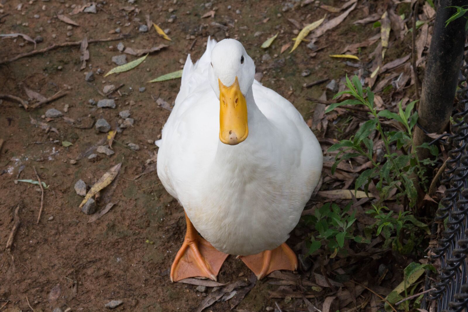 Canon EF 28-135mm F3.5-5.6 IS USM sample photo. Duck, bird, white photography
