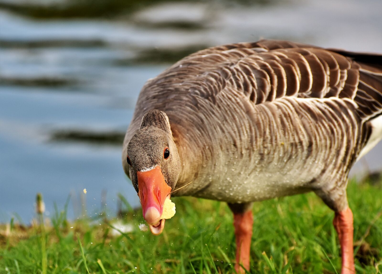 Nikon D7200 sample photo. Goose, greylag goose, poultry photography
