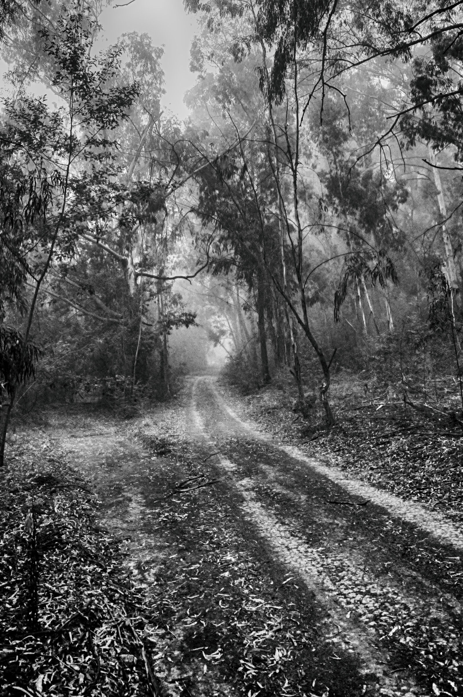 Nikon D300 sample photo. Fog, foggy, forest, mist photography