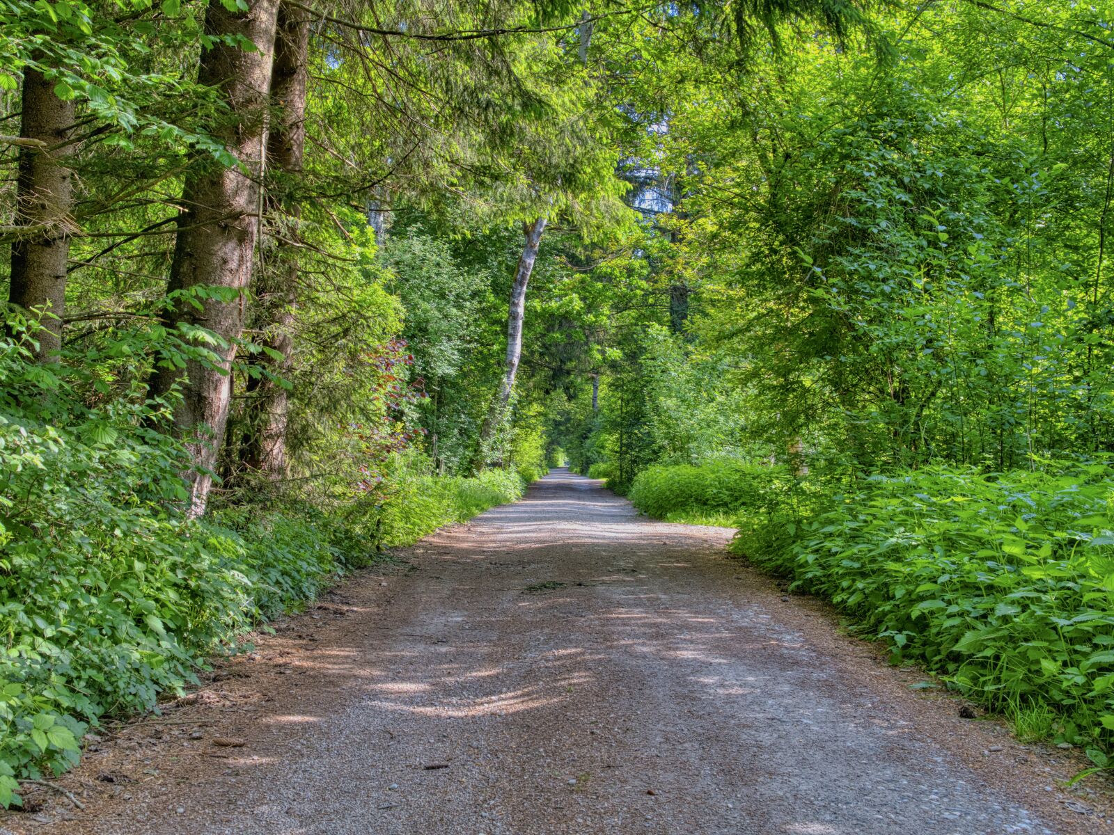 Nikon D7500 sample photo. Forest path, nature, avenue photography