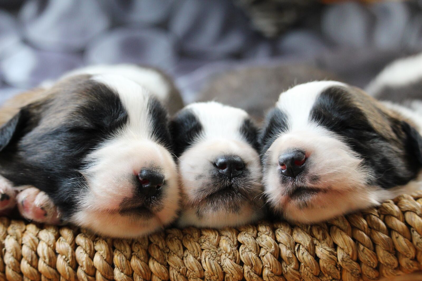Canon EF-S 55-250mm F4-5.6 IS STM sample photo. Puppy, dog, adorable photography
