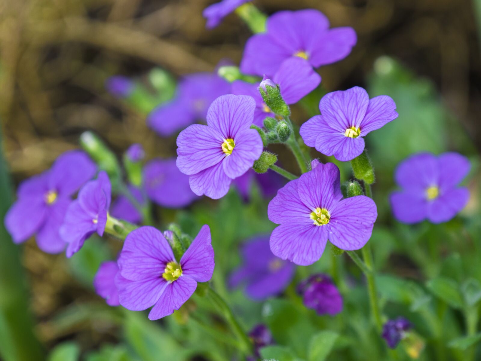 Panasonic DMC-G81 sample photo. Flower, flowers, garden photography