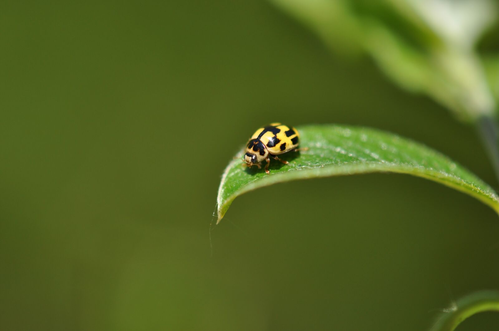 Nikon D5000 sample photo. Ladybug, bug, nature photography