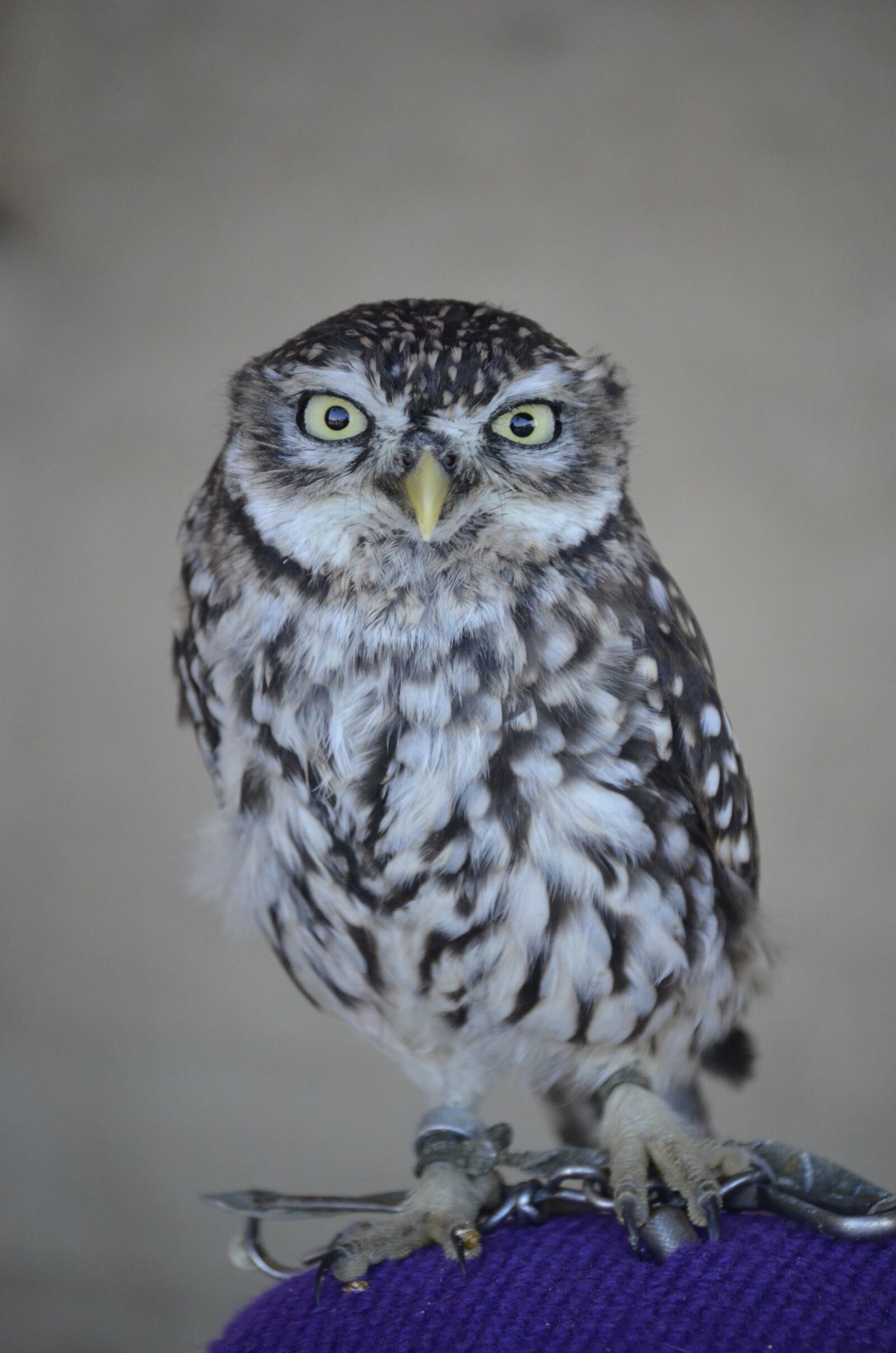 Nikon D5100 sample photo. Zwerguhu, brown, grey photography