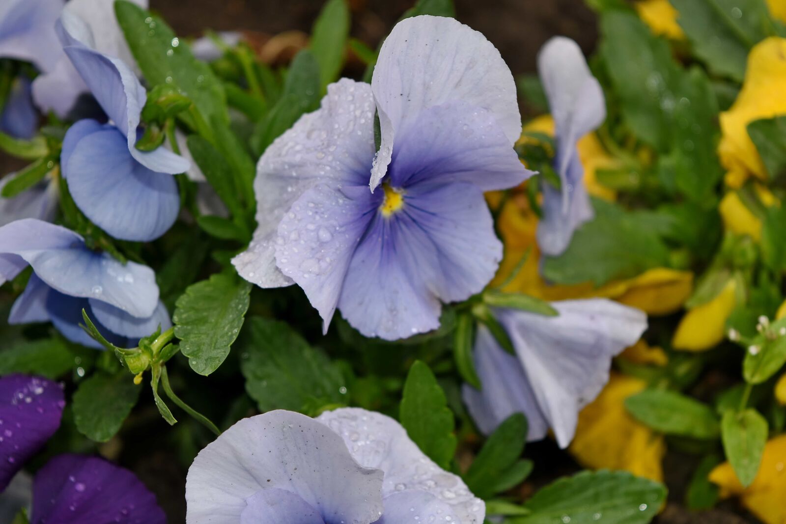 Nikon D5500 sample photo. Blue, flower, flora, garden photography