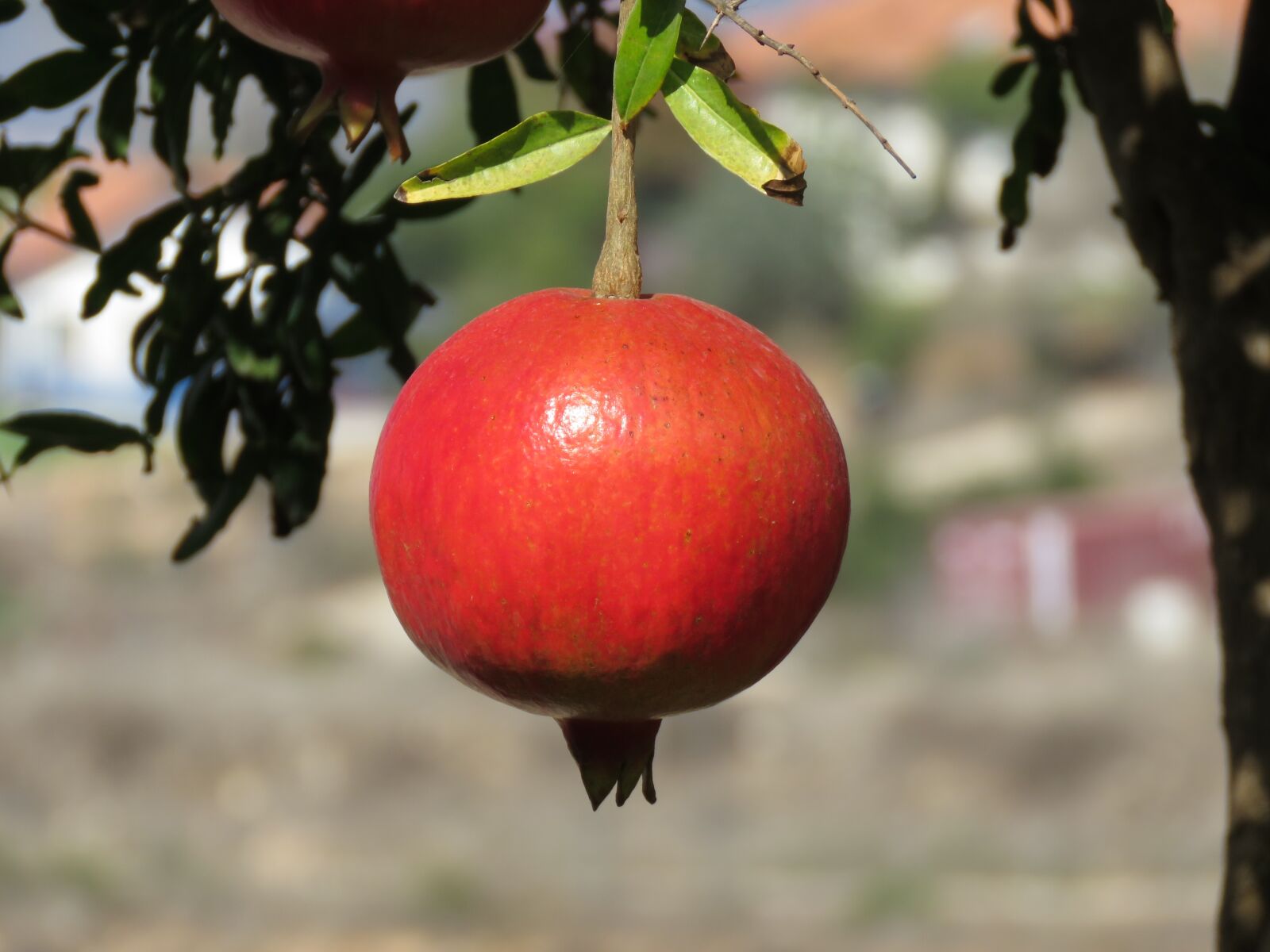 Canon PowerShot SX60 HS sample photo. Pomegranate, fruit, tree photography