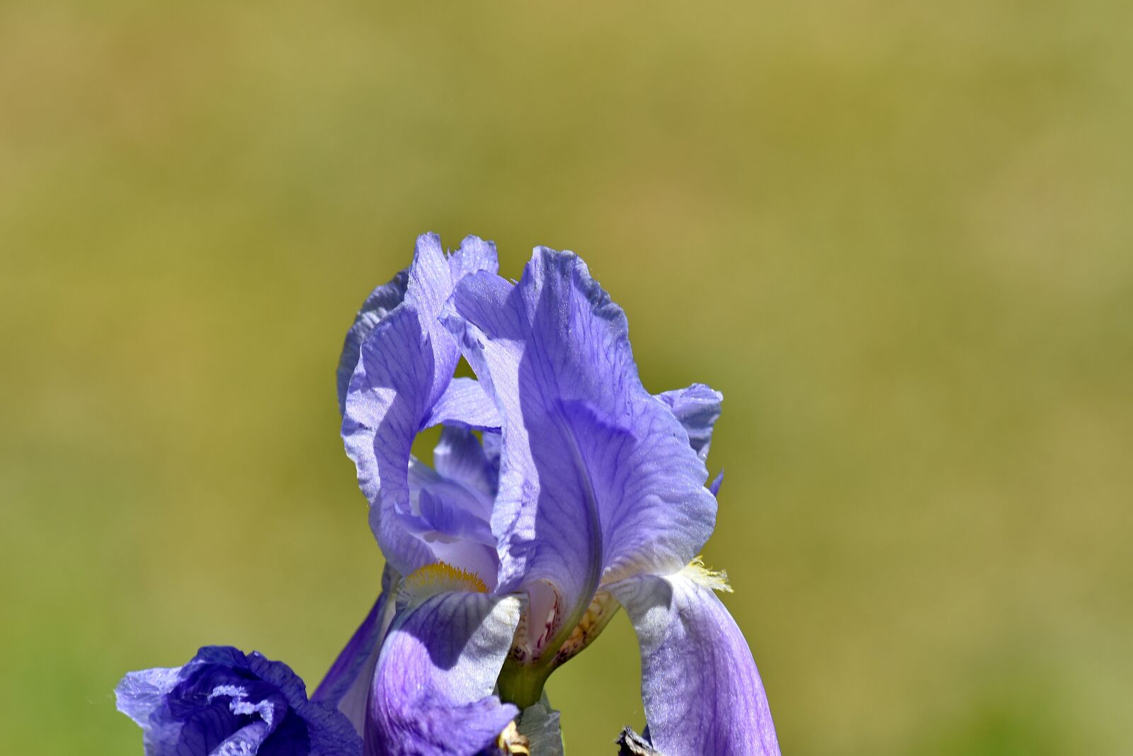 Nikon D5500 sample photo. Blue, focus, iris, purple photography
