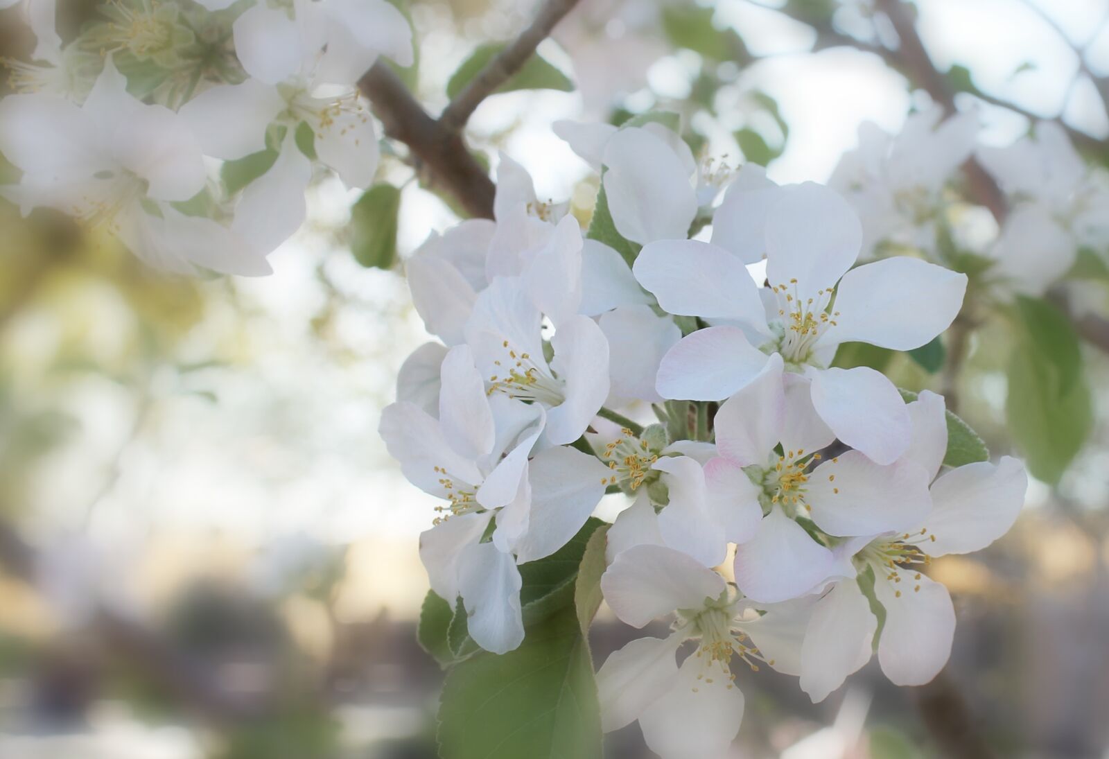 Canon EOS 1100D (EOS Rebel T3 / EOS Kiss X50) sample photo. Spring, bloom, blossom photography