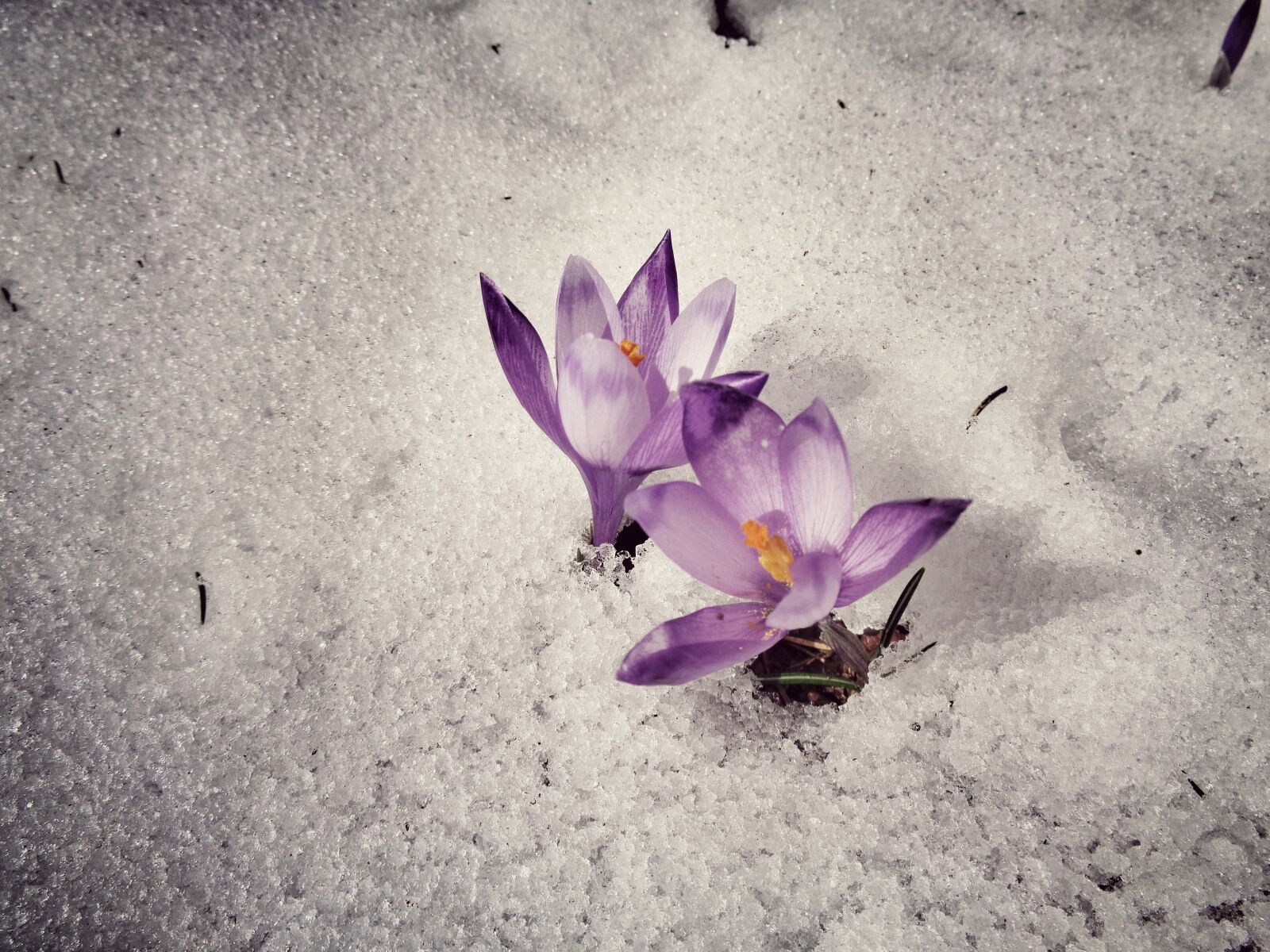 Sony Cyber-shot DSC-W830 sample photo. Flower, snow, nature photography