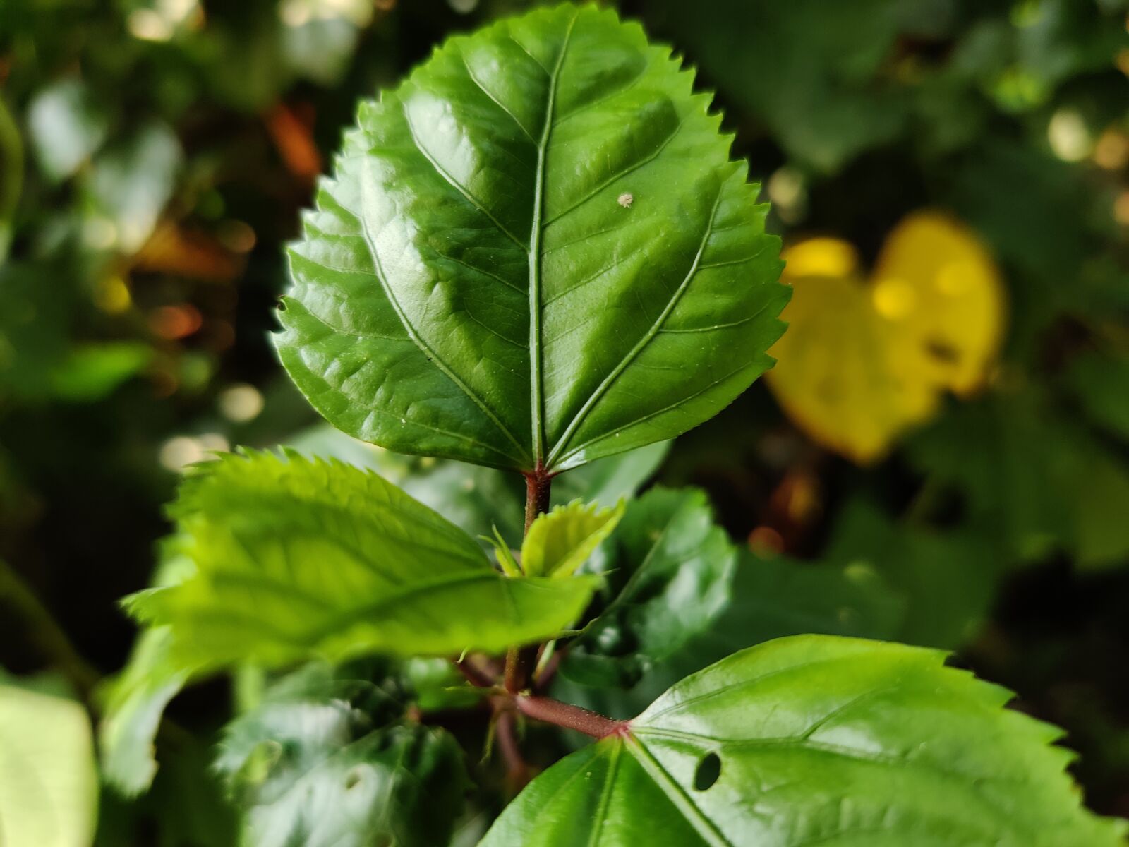 OnePlus HD1901 sample photo. Leaves, green, plants photography