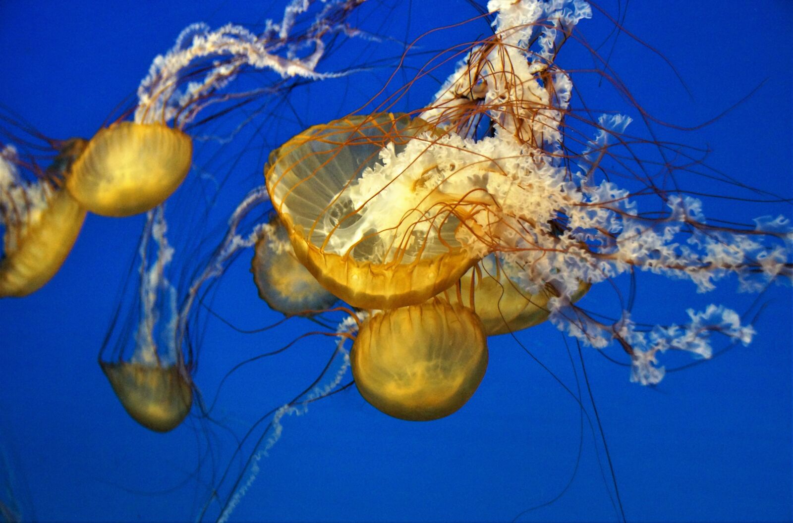 Sony SLT-A58 sample photo. Jellyfish, marine, creature photography