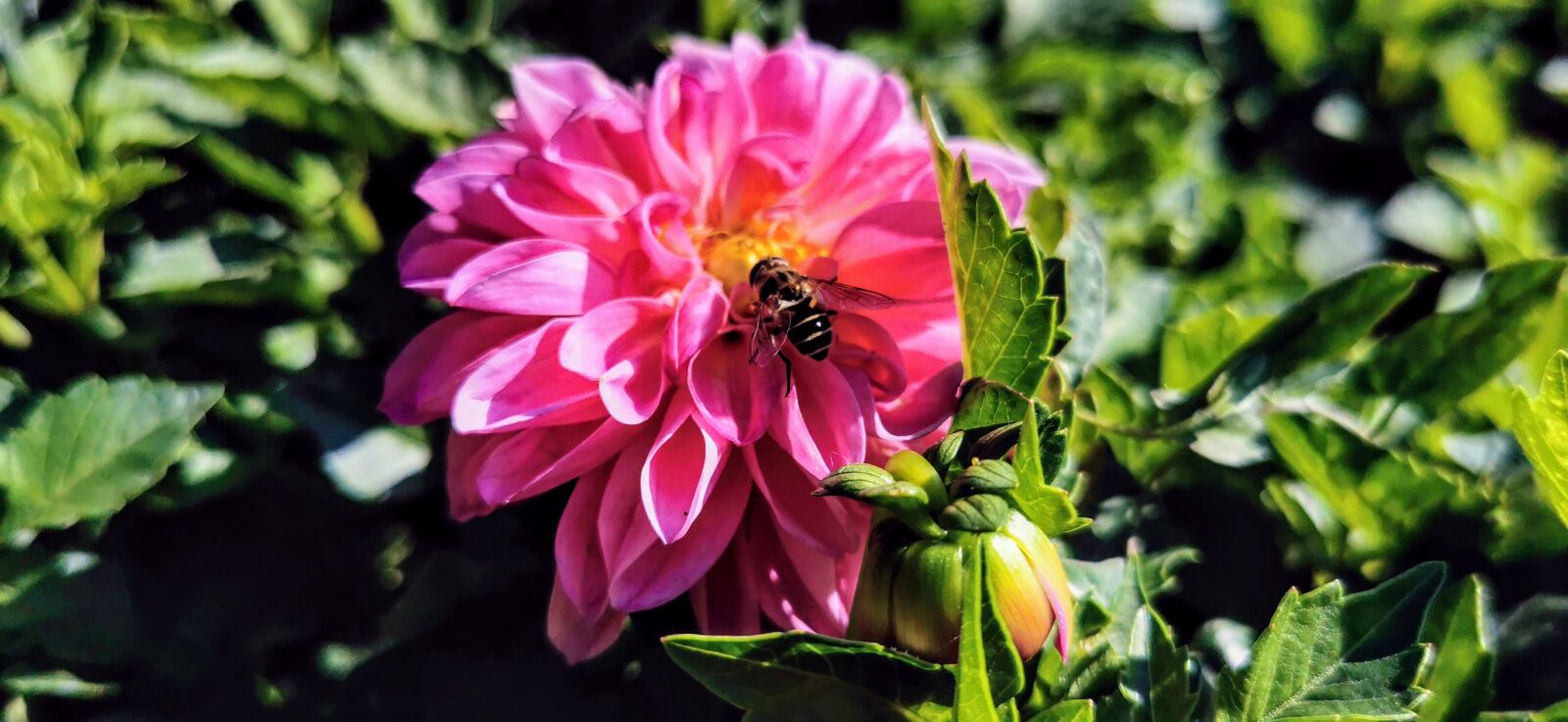 HUAWEI P30 Pro sample photo. Flowers, spring, nature photography