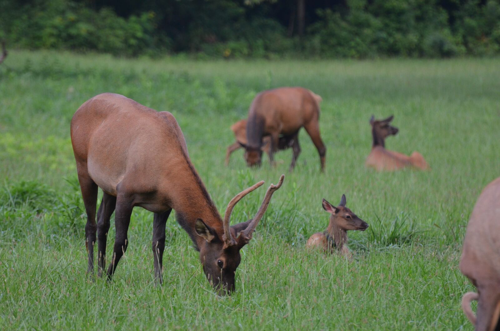 Nikon D5100 sample photo. Herd elk, momentum bull photography