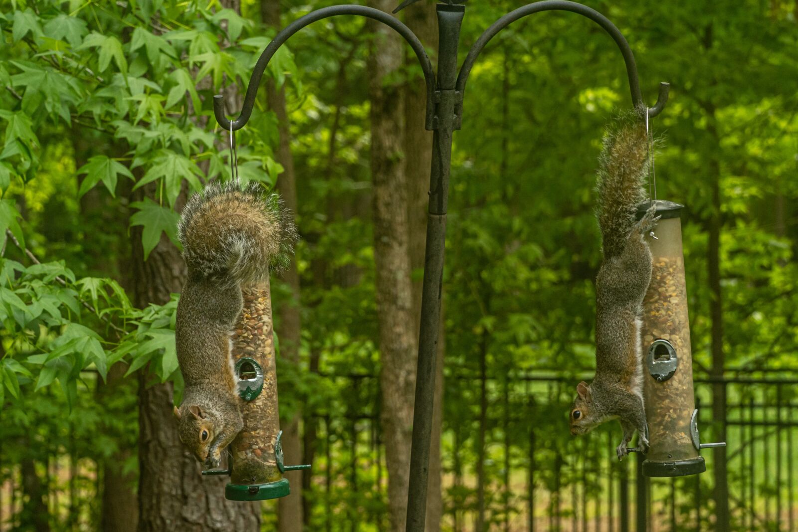 Sony E PZ 18-105mm F4 G OSS sample photo. Squirrel thief, squirrel upside photography