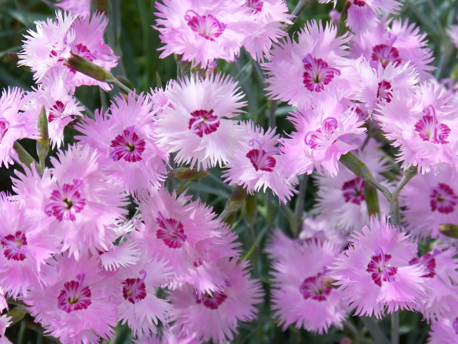 Panasonic DMC-FZ62 sample photo. Carnations, clavellina, flowers photography