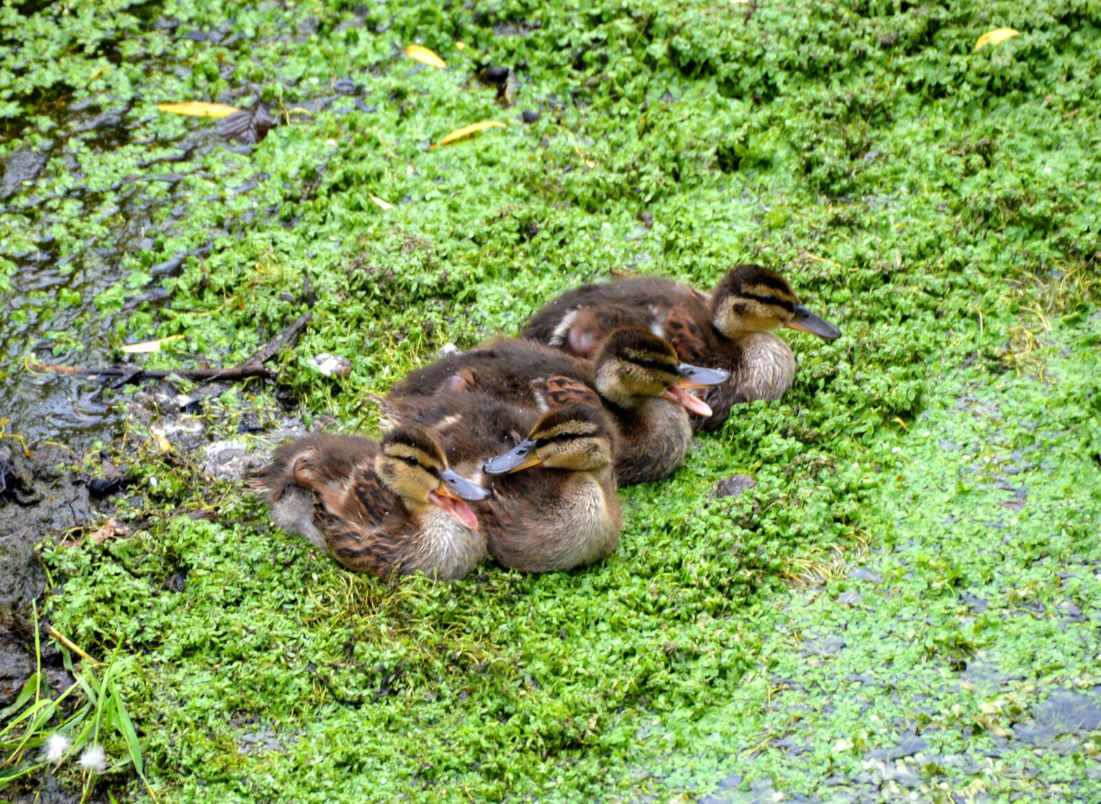 Nikon D3200 sample photo. Enten, k ken, entenk photography