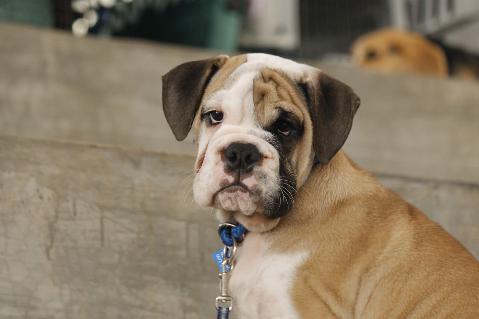 Canon EF-S 55-250mm F4-5.6 IS sample photo. Puppy, dog, bulldog photography