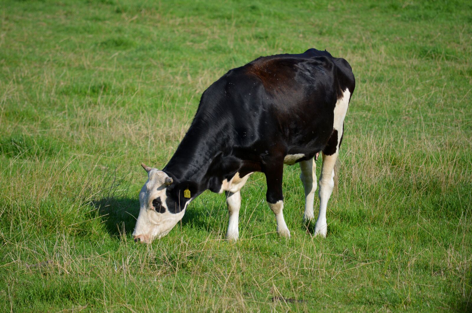 Nikon D3200 sample photo. Cow, pasture, cattle photography