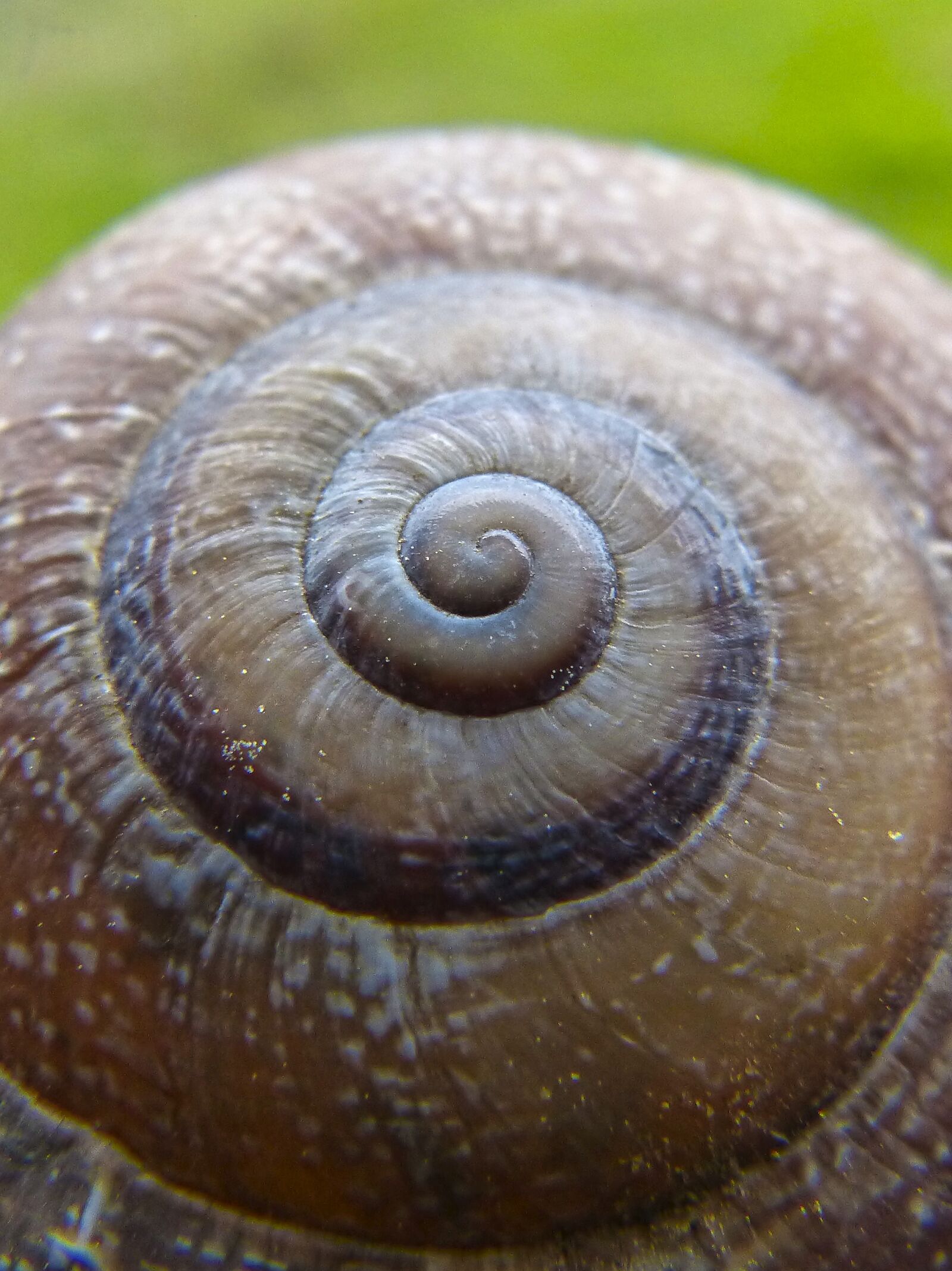 Panasonic DMC-FZ62 sample photo. Snail, seafood, gastropod photography