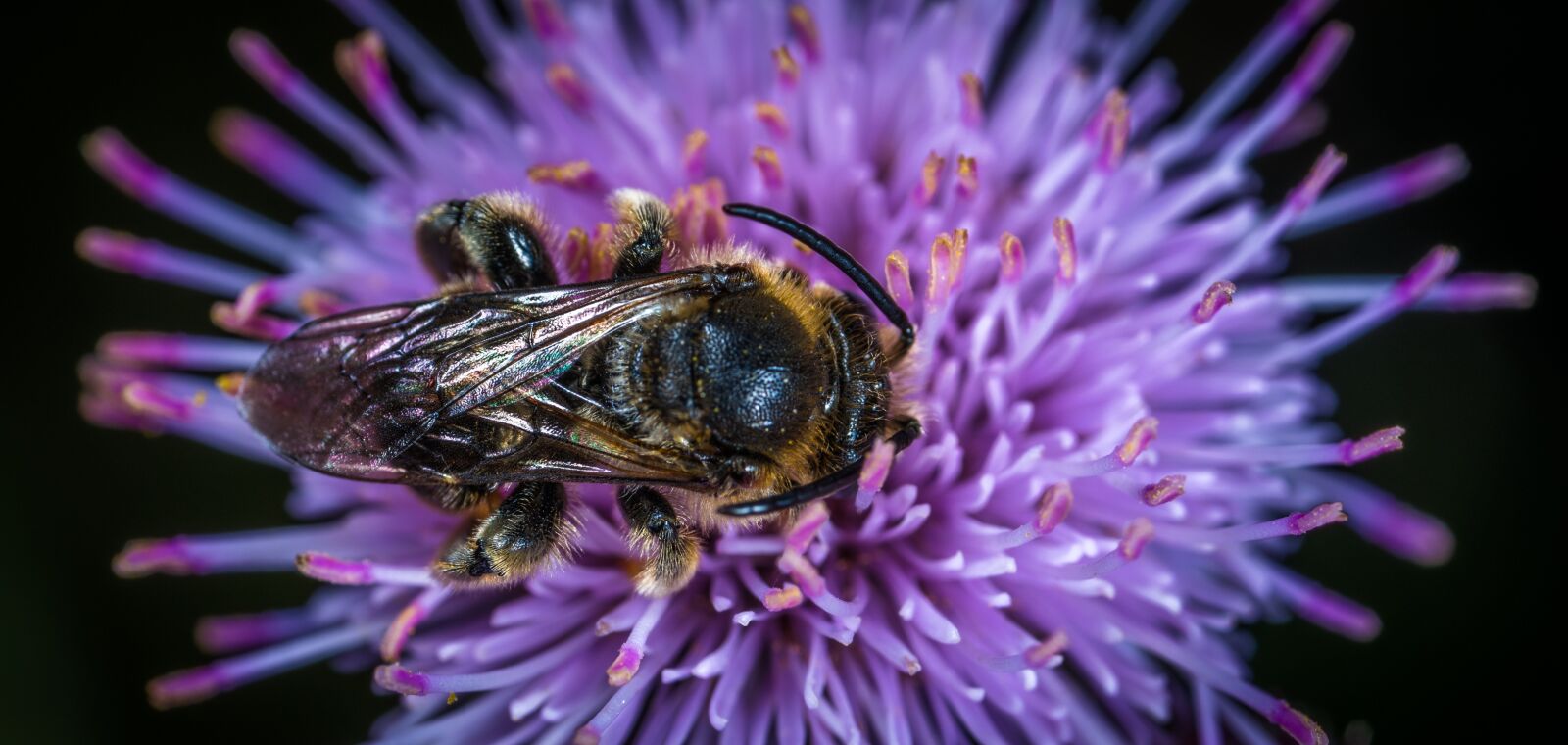 #124 65/2.8 sample photo. Nature, flower, insect photography