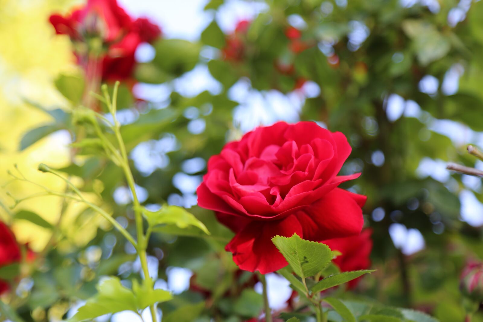 Canon EF 24-105mm F4L IS USM sample photo. Rose, red rose, flower photography