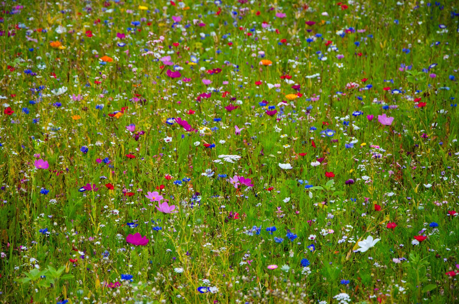 Nikon D5100 sample photo. Flower meadow, colorful, cornflowers photography