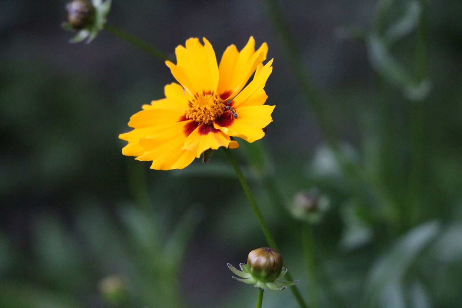 Canon EOS 750D (EOS Rebel T6i / EOS Kiss X8i) sample photo. Flower, one, yellow photography